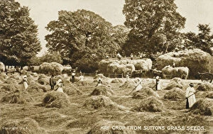 The Hay crop from Suttons Grass Seeds