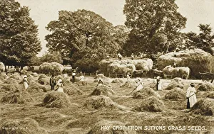 The Hay crop from Suttons Grass Seeds The Hay crop from Suttons Grass Seeds