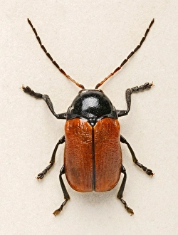 <b class=qtipBold><figcaption>Hazel Pot Beetle</figcaption></b><br>Hazel Pot Beetle from the collections at the Natural History Museum Date:<br><em>© Mary Evans / Natural History Museum</em> Hazel Pot Beetle