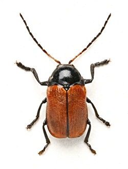 <b class=qtipBold><figcaption>Hazel Pot Beetle</figcaption></b><br>To be filled in. Date:<br><em>© Mary Evans / Natural History Museum</em> Hazel Pot Beetle