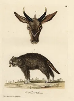 Head of a young antelope and wild civet of French Guiana Head of a young antelope and wild civet of French Guiana