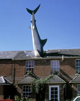 The Headington Shark