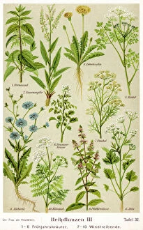 Healing Plants 1904 Pl.3
