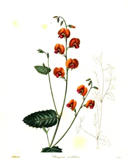 Heart-leaved chorizema, Chorizema cordatum Heart-leaved chorizema, Chorizema cordatum
