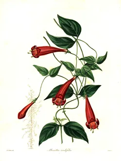 Heart-leaved manettia, Manettia cordifolia Heart-leaved manettia, Manettia cordifolia