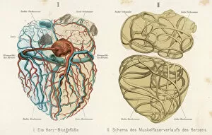 Muscles Gallery: Heart, Veins, Arteries