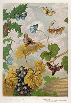 <b class=qtipBold><figcaption>Heath Butterfly 1860</figcaption></b><br>The HEATH and other English butterflies and moths<br><em>© Mary Evans Picture Library</em> Heath Butterfly 1860