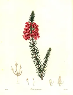 Heath, Erica viscaria subsp. gallorum Heath, Erica viscaria subsp. gallorum