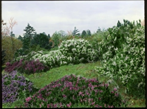 Heather garden at Brockhurst, near Newbury, Berkshire Heather garden at Brockhurst, near Newbury, Berkshire