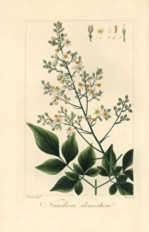Heavenly or sacred bamboo, Nandina domestica Heavenly or sacred bamboo, Nandina domestica