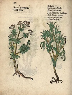 Hedge bedstraw, Galium mollugo, and rock samphire Hedge bedstraw, Galium mollugo, and rock samphire