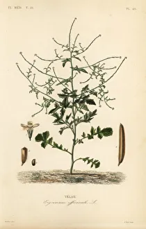 Hedge mustard, Sisymbrium officinale, Erysimum officinale, Velar. Handcoloured steel engraving by Alphonse-Leon Noel after a botanical illustration by Edouard Maubert from Pierre Oscar Reveil, A. Dupuis, Fr. Gerard and Francois Herincq's La Regne Vegetal: Flore Medicale, L. Guerin, Paris, 1864-1871. Hedge mustard, Sisymbrium officinale, Erysimum officinale, Velar. Handcoloured steel engraving by Alphonse-Leon Noel after a botanical illustration by Edouard Maubert from Pierre Oscar Reveil, A. Dupuis, Fr. Gerard and Francois Herincq's La Regne Vegetal: Flore Medicale, L. Guerin, Paris, 1864-1871. Hedge mustard, Sisymbrium officinale, Erysimum officinale, Velar. Handcoloured steel engraving by Alphonse-Leon Noel after a botanical illustration by Edouard Maubert from Pierre Oscar Reveil, A. Dupuis, Fr. Gerard and Francois Herincq's La Regne Vegetal: Flore Medicale, L. Guerin, Paris, 1864-1871. Date: Hedge mustard, Sisymbrium officinale