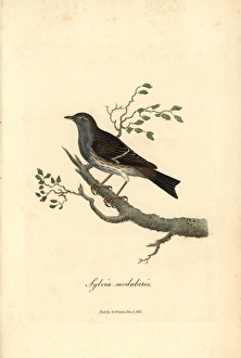 Hedge warbler or dunnock, Prunella modularis Hedge warbler or dunnock, Prunella modularis