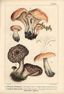 Hedgehog mushroom, Hydnum repandum, and scaly Hedgehog mushroom, Hydnum repandum, and scaly