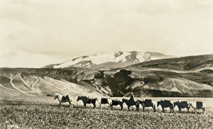 Hekla (volcano) and a pony train, Iceland Hekla (volcano) and a pony train, Iceland