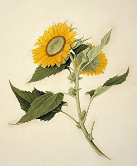 <b class=qtipBold><figcaption>Helianthus annuus, sunflower</figcaption></b><br>Plate 578 from the John Reeves Collection of Botanical Drawings from Canton, China. Held in the Botany Library at the Natural History Museum, London. Date:<br><em>© Mary Evans / Natural History Museum</em> Helianthus annuus, sunflower