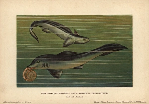 Helicoprion with tooth whorl and Xenacanthus Helicoprion with tooth whorl and Xenacanthus
