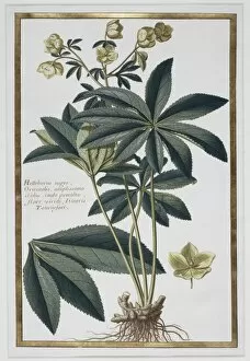 Eudicotinae Gallery: Helleborus kochii, false rose