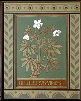 Eudicotinae Gallery: Helleborus viridis, green hellebore