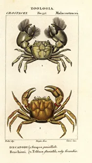Hemigrapsus penicillatus and Potamon fluviatile Hemigrapsus penicillatus and Potamon fluviatile