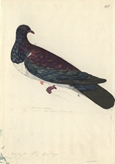 Hemiphaga novaeseelandiae, New Zealand pigeon Hemiphaga novaeseelandiae, New Zealand pigeon