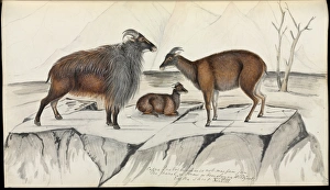 Hemitragus jemlahicus, Himalayan tahr Hemitragus jemlahicus, Himalayan tahr