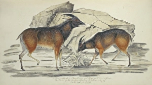 <b class=qtipBold><figcaption>Hemitragus jemlahicus, tahr</figcaption></b><br><br><em>© Mary Evans / Natural History Museum</em> Hemitragus jemlahicus, tahr