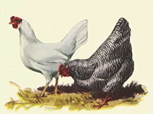 Critter Gallery: Two Hens Date: 1948