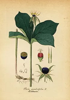 Mediinisch Pharmaceutischer Gallery: Herb Paris, Paris quadrifolia