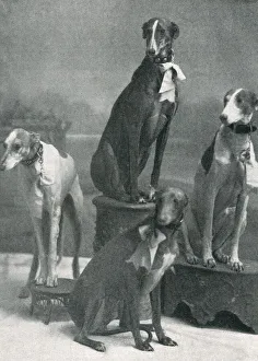 Herbert's Dogs at the Hippodrome Herbert's Dogs at the Hippodrome