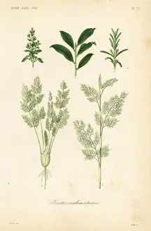 Herbs, plantes condimentaires Herbs, plantes condimentaires