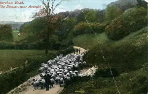 Arundel Gallery: Herding Sheep on the Burpham Road, Burpham, Sussex