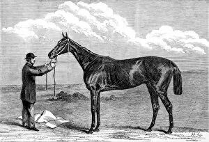Images Dated 22nd February 2005: Hermit, winner of the 1867 Epsom Derby