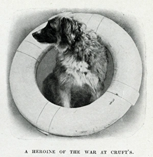 A heroine of the war, Lassie of HMS Formidable, WW1 A heroine of the war, Lassie of HMS Formidable, WW1