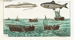 Herring, oarfish and drift-net fishing Herring, oarfish and drift-net fishing