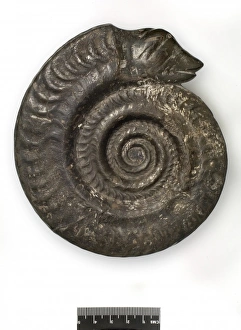 Hildoceras bifrons, snakestone ammonite Hildoceras bifrons, snakestone ammonite