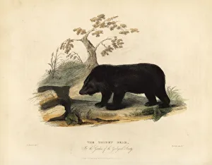 Himalayan black bear, Ursus thibetanus laniger Himalayan black bear, Ursus thibetanus laniger