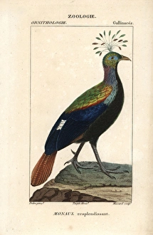 Himalayan monal, Lophophorus impejanus Himalayan monal, Lophophorus impejanus