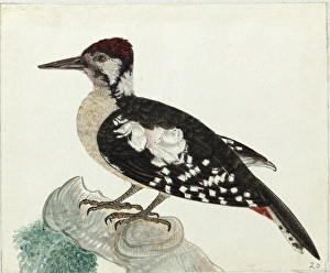 Himalyan Woodpecker, Dendrocopos himalayensis Himalyan Woodpecker, Dendrocopos himalayensis