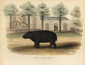 Hippo or hippopotamus, Hippopotamus amphibius Hippo or hippopotamus, Hippopotamus amphibius
