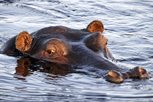 Hippopotamus - Hippo with eyes, ears and nostrils Hippopotamus - Hippo with eyes, ears and nostrils