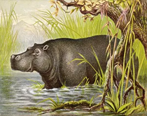 <b class=qtipBold><figcaption>Hippopotamus (Kronheim)</figcaption></b><br>wading in an Egyptian lake<br><em>© Mary Evans Picture Library</em> Hippopotamus (Kronheim)