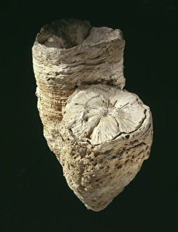 Hippurites radiosus, rudist mollusc shell Hippurites radiosus, rudist mollusc shell