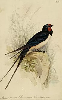 Perching Gallery: Hirundo rustica, barn swallow
