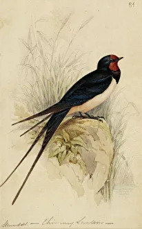 Passerine Gallery: Hirundo rustica, barn swallow