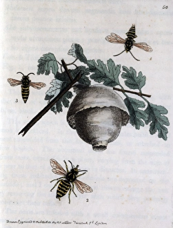 Wasps Gallery: A hive of wasps