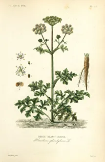 Hogweed or cow parsnip, Heracleum sphondylium Hogweed or cow parsnip, Heracleum sphondylium