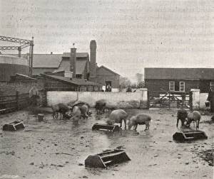 Holborn Union Workhouse Farm and Gas Works, Mitcham