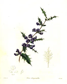 Holly-leaved hovea, Hovea chorizemifolia Holly-leaved hovea, Hovea chorizemifolia