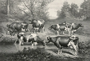 Holstein-Friesian cattle of the Brookbank herd. Iowa City, I Holstein-Friesian cattle of the Brookbank herd. Iowa City, I